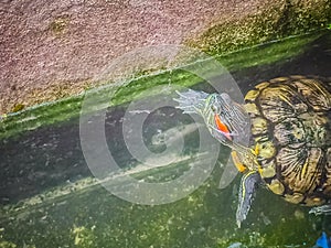 Cute Painted terrapin turtle (Batagur borneoensis) that forehead