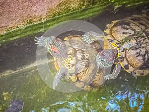 Cute Painted terrapin turtle (Batagur borneoensis) that forehead