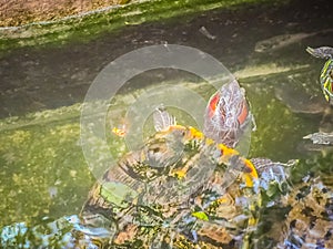 Cute Painted terrapin turtle (Batagur borneoensis) that forehead