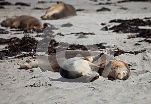 Cute pair Australian sea lion, Neophoca cinerea, sleeping and hugging on the beach at Seal Bay, Kangaroo Island, South