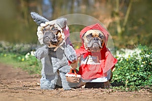 Cute pair of French Bulldog dogs dressed up as fairytale characters Little Red Riding Hood and Big Bad Wolf with costumes