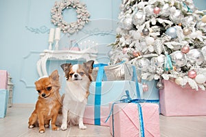 cute pair of little chihuahua dogs sitting in new year decorations and tree toys