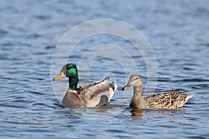 A Cute Pair of Mallard Ducks Swimming Together on a Blue Lake