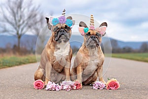 Cute pair of sitting French Bulldog dogs dressed up with unicorn costume headbands with flowers