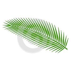 Cute of palm leaf on cartoon version