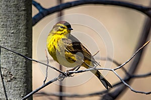 Cute palm warbler portrait close up in spring