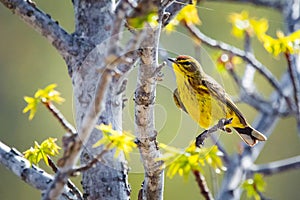 Cute palm warbler portrait close up in spring