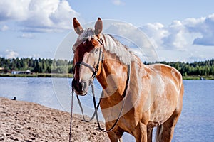 Cute palomino horse portrait on the beach