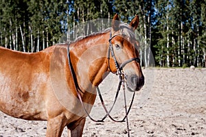 Cute palomino horse portrait on the beach