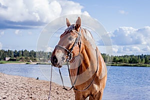 Cute palomino horse portrait on the beach