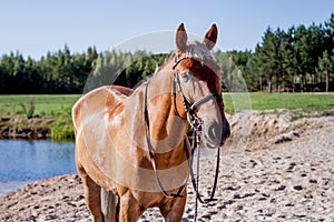 Cute palomino horse portrait on the beach