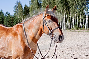 Cute palomino horse portrait on the beach