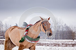 Cute palomino horse portrait in winter