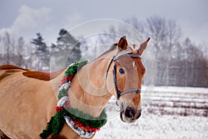 Cute palomino horse portrait in winter