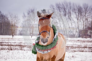 Cute palomino horse portrait in winter