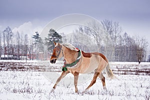 Cute palomino pony trotting in the snow