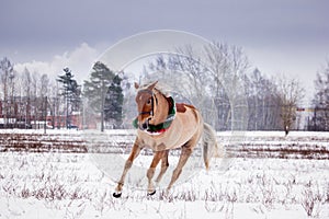 Cute palomino pony trotting in the snow
