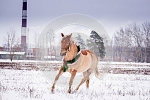 Cute palomino pony trotting in the snow