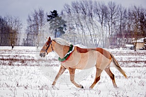 Cute palomino pony trotting in the snow