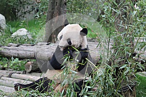 A cute panda is biting bamboo