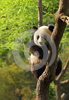 Cute panda cub photo