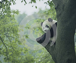 A cute panda cub sleeping on a tree