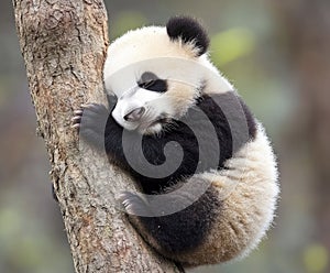A cute panda cub sleeping on a tree