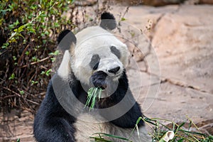 Cute panda eating bamboo leaves