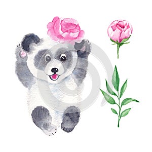 Cute panda with peony isolated on white background. Watercolor hand drawn illustration. Perfect for kid cards, baby