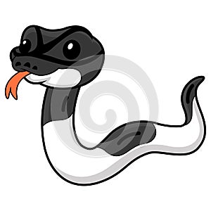 Cute panda pied ball python cartoon
