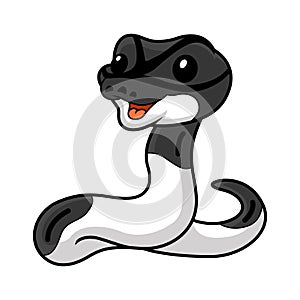 Cute panda pied ball python cartoon
