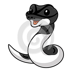 Cute panda pied ball python cartoon