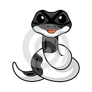 Cute panda pied ball python cartoon