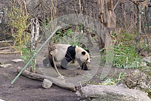 Cute panda in Vienna zoo Schoenbrunn