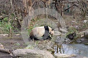 Cute panda in Vienna zoo Schoenbrunn