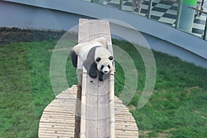 Cute panda watching to audience