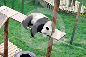 Cute panda in the zoo