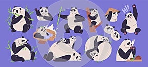 Cute pandas set. Funny Asian bears. Wild Chinese animal eating bamboo, sitting on tree branch, lying, relaxing. Jungle