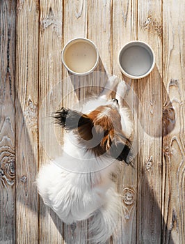 Cute papillon dog eats food from plates
