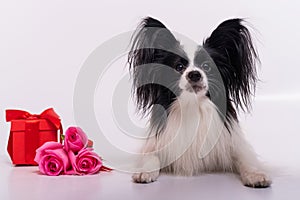 Cute papillon dog lies near a bouquet with pink roses and a red gift box on a white background. Greeting card