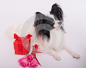 Cute papillon dog lies near a bouquet with pink roses and a red gift box on a white background. Greeting card