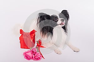 Cute papillon dog lies near a bouquet with pink roses and a red gift box on a white background. Greeting card