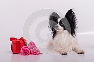 Cute papillon dog lies near a bouquet with pink roses and a red gift box on a white background. Greeting card