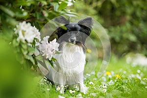 Carino il cane primavera prato 