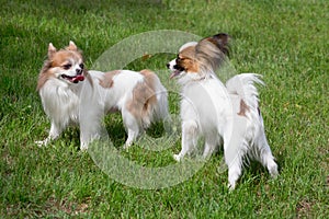 Cute papillon puppy and chihuahua puppy are standing on a green grass in the summer park. Pet animals.
