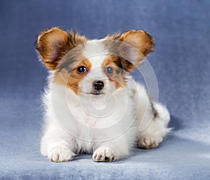 Cute Papillon puppy lying