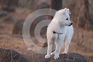 Cute parmenion dog from India.