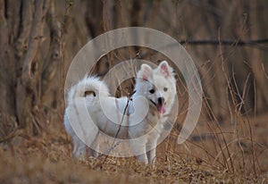 Cute parmenion dog in park from India.