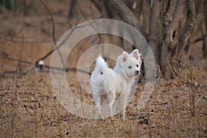 Cute parmenion dog playing in park from India.