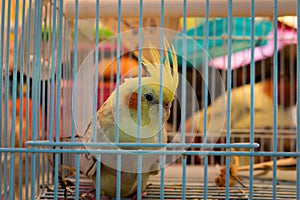 Cute parrot in a cage